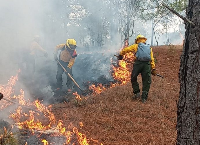 Incendios forestales han consumido más de mil 500 hectáreas de bosque
