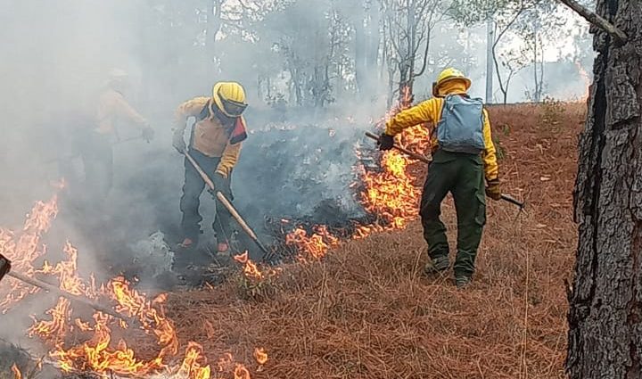Incendios forestales han consumido más de mil 500 hectáreas de bosque