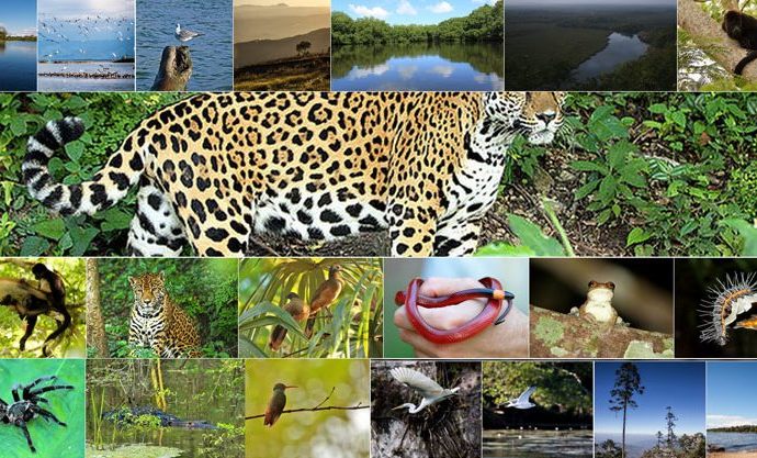 CONAP lanza iNaturalistGT, la herramienta para registrar conocimientos sobre diversidad biológica