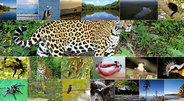 CONAP lanza iNaturalistGT, la herramienta para registrar conocimientos sobre diversidad biológica