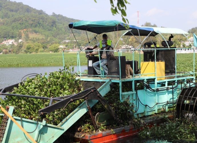Coordinación interinstitucional permite eliminar ocho mil toneladas de ninfa de la Laguna Chichoj