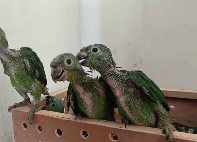 Rescatan 54 loros y un mono capuchino en peligro de extinción