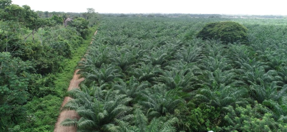 Presentan resultados de la producción de aceite de palma en Guatemala