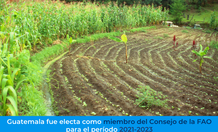 Guatemala es electa miembro del Consejo de la FAO para el 2021-2023