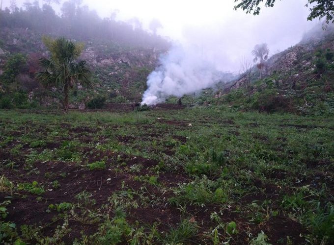 MINGOB erradica más de 63 mil matas de marihuana en Petén