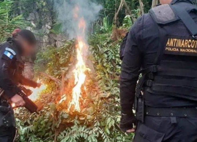 PNC erradica más de 270 mil arbustos de hoja de Coca en Izabal