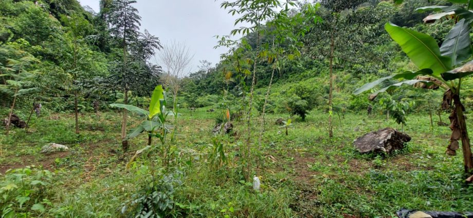 Ejército erradica al menos 96 mil 168 arbustos de coca en Alta Verapaz