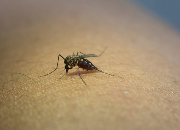 Presentan recomendaciones para prevenir el zika
