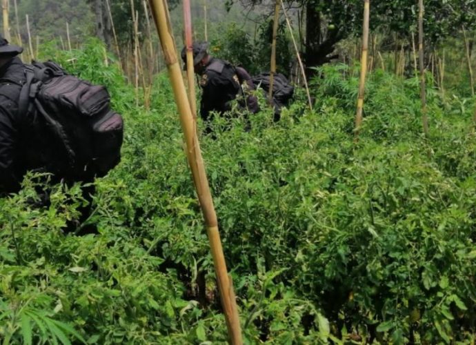 Erradican plantaciones de marihuana en Totonicapán