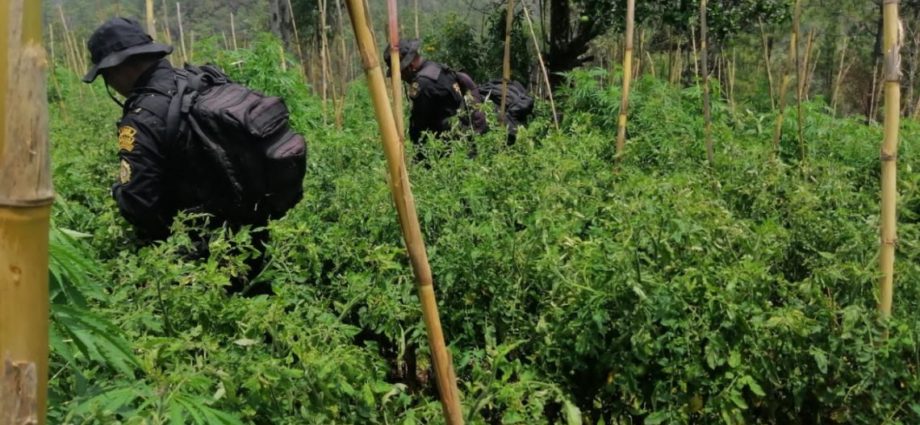 Erradican plantaciones de marihuana en Totonicapán