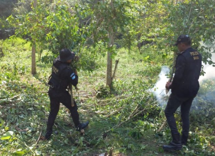 Erradican más de Q12 millones en arbustos de hoja de coca en Petén