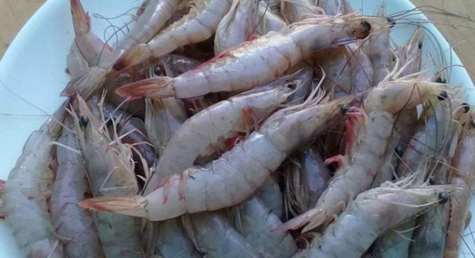 Restringen de pesca de camarón en Izabal