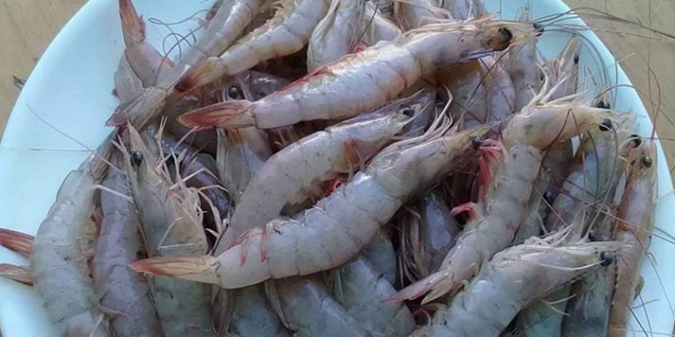 Restringen de pesca de camarón en Izabal