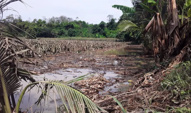 Maga reporta daños parciales en algunos productos agrícolas por las lluvias