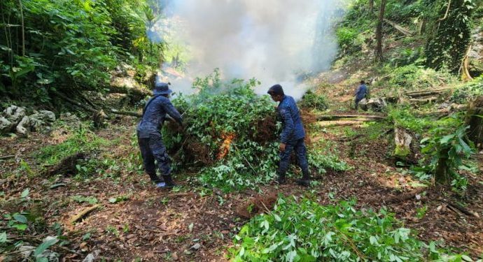 600 mil arbustos de coca fueron Incinerados en Izabal