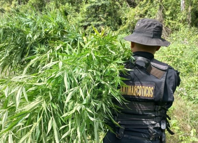 Erradican matas de Marihuana valoradas en más de 7 millones de quetzales