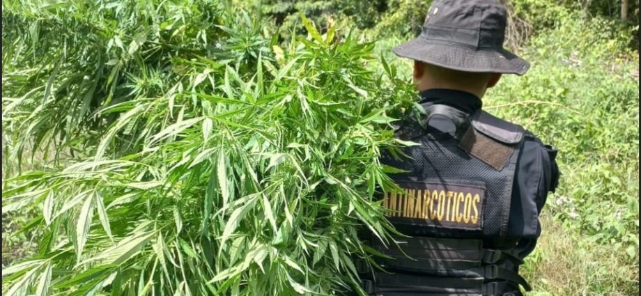 Erradican matas de Marihuana valoradas en más de 7 millones de quetzales