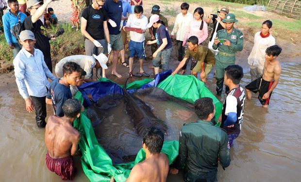 En Camboya descubren el pez de agua dulce más grande del mundo