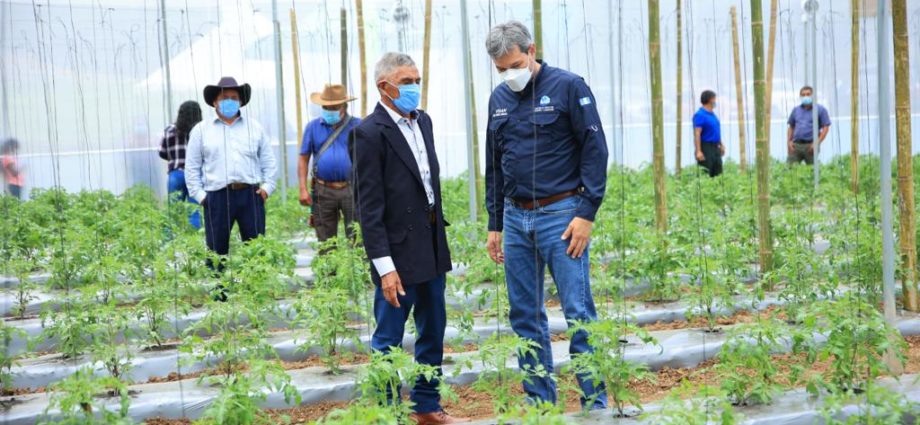 Instalan invernadero en San José Pinula para mejorar producción agrícola