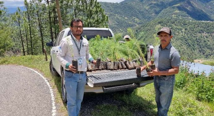 En San Marcos se lleva a cabo jornada de reforestación