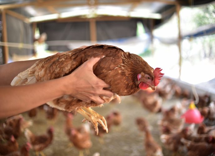Salud comparte recomendaciones para evitar influenza aviar