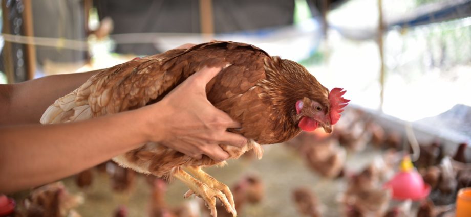 Salud comparte recomendaciones para evitar influenza aviar
