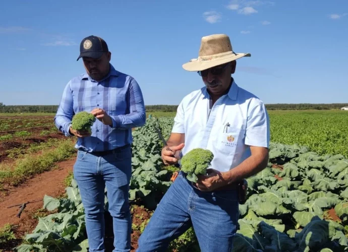 Evalúan expandir producción de brócoli a Petén