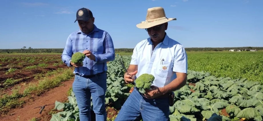 Evalúan expandir producción de brócoli a Petén