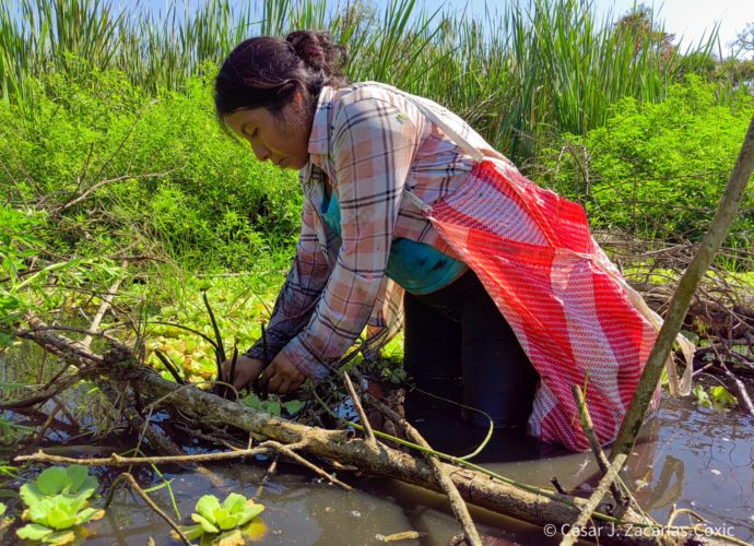 Avanza proyecto de restauración del ecosistema manglar