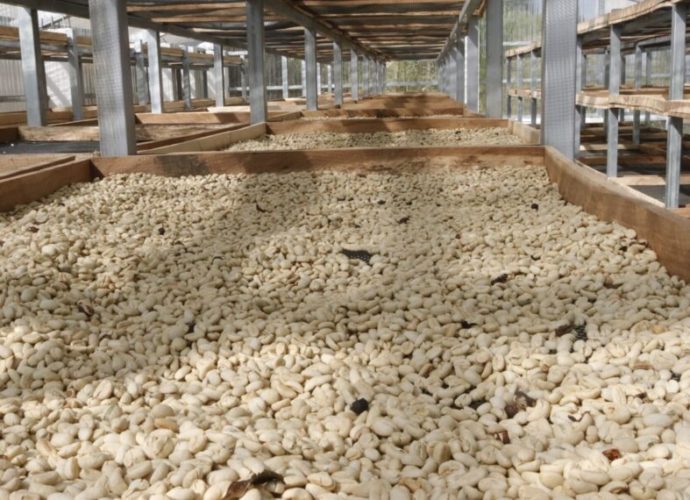 MAGA apoya a pequeños productores de café en Baja Verapaz