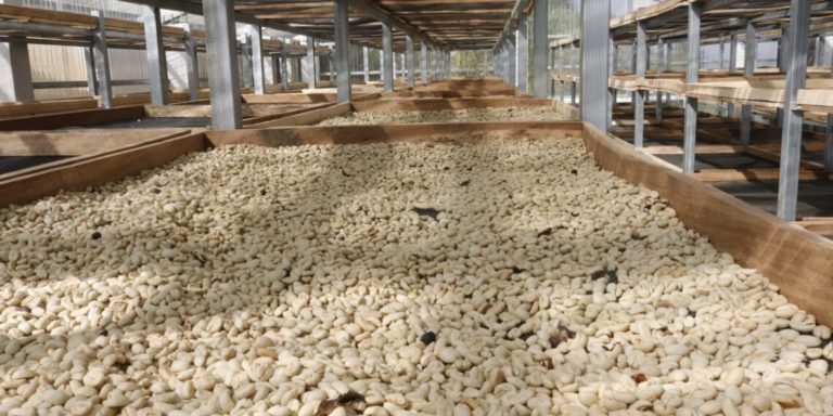 MAGA apoya a pequeños productores de café en Baja Verapaz