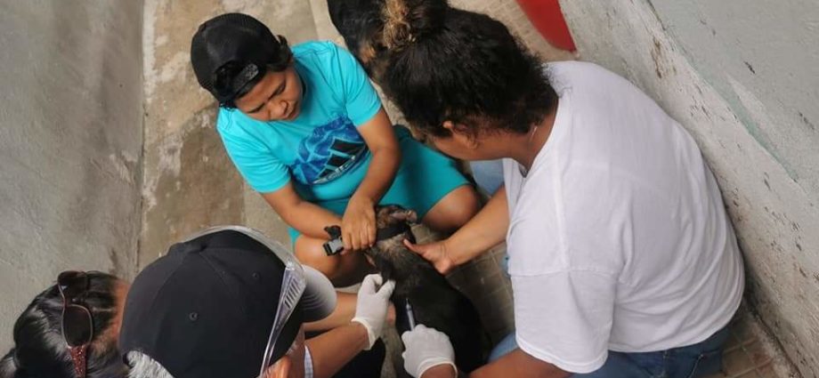 #Departamentales | Realizan servicio de vacunación antirrábica canina en Jalapa