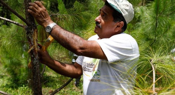 Inab lanza programa para pagos de servicios generados por los bosques