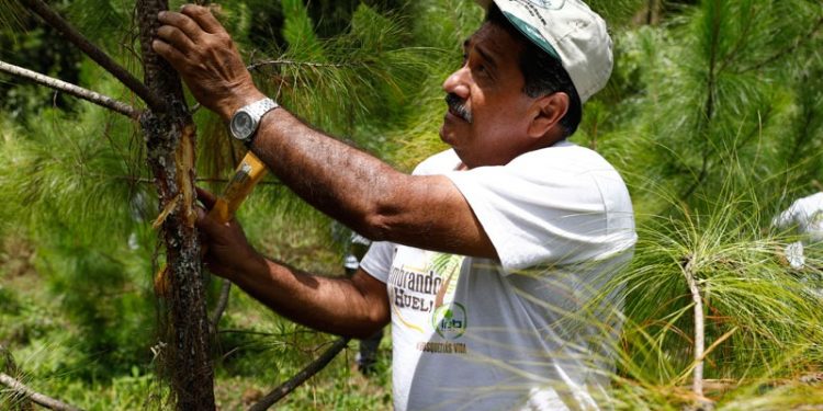 Inab lanza programa para pagos de servicios generados por los bosques