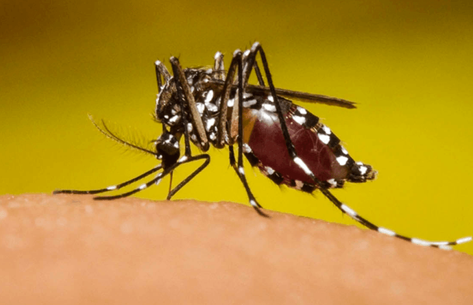 Zacapa es el departamento con mayor cantidad de casos de dengue