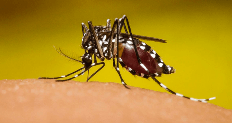 Zacapa es el departamento con mayor cantidad de casos de dengue