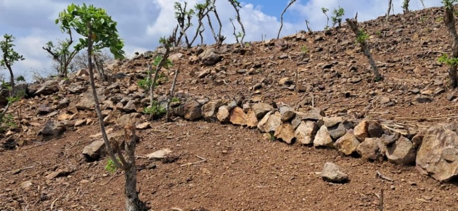 MAGA impulsa conservación de suelos en Zacapa