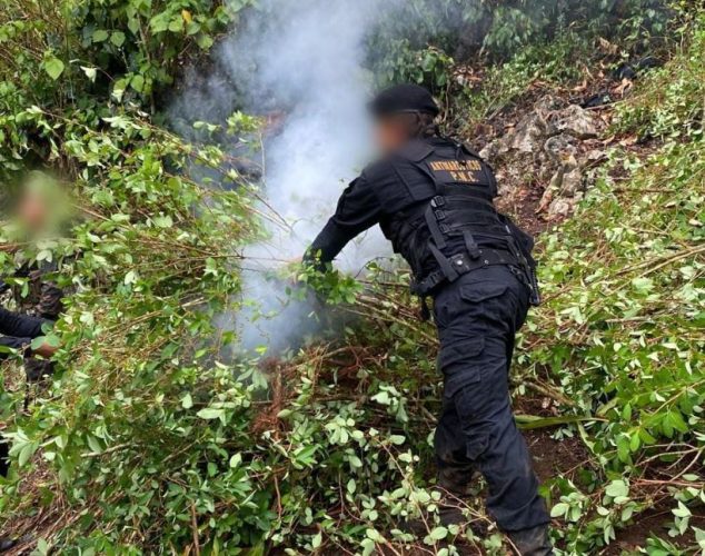 Mingob intensifica operativos y erradica plantaciones de drogas valuadas en más de 11 millones de quetzales