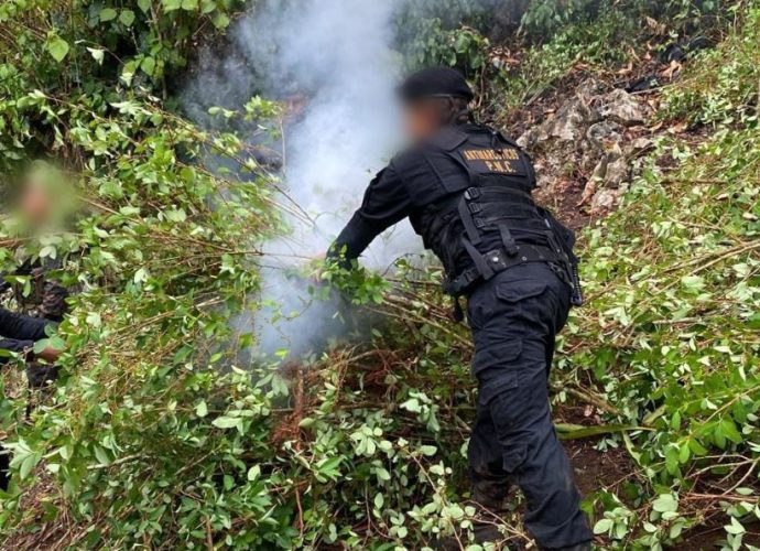 Mingob intensifica operativos y erradica plantaciones de drogas valuadas en más de 11 millones de quetzales