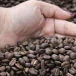 Sabores centroamericanos cautivan a Catar: Degustación de café reúne a expertos y empresarios