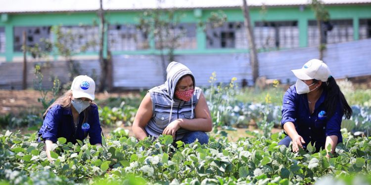 Más apoyo para los agricultores: Gobierno fortalece el sistema de extensión rural