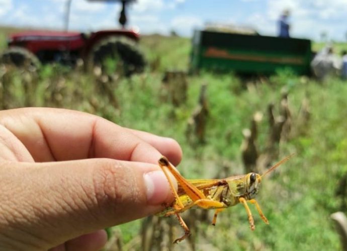 MAGA continúa su esfuerzo por salvaguardar los cultivos en Guatemala por potenciales amenazas de plagas, como la langosta