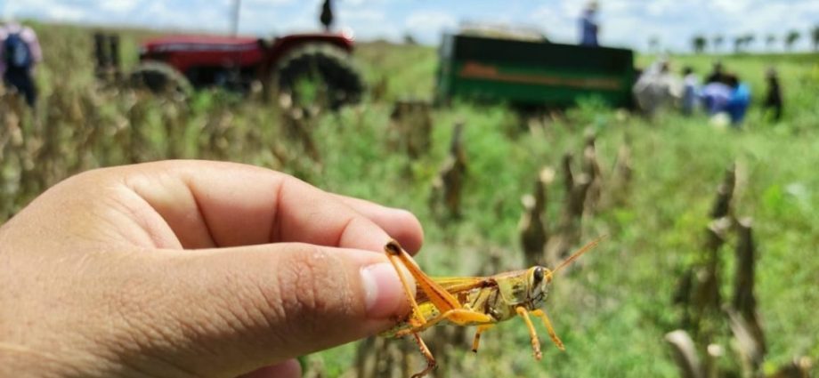 MAGA continúa su esfuerzo por salvaguardar los cultivos en Guatemala por potenciales amenazas de plagas, como la langosta