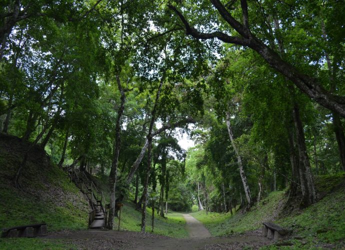 Impacto del calentamiento global: Bosques tropicales modifican su clima