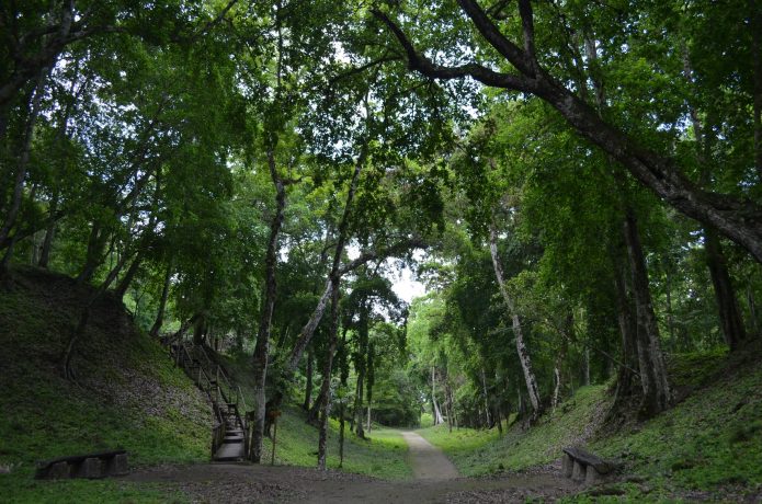 Impacto del calentamiento global: Bosques tropicales modifican su clima