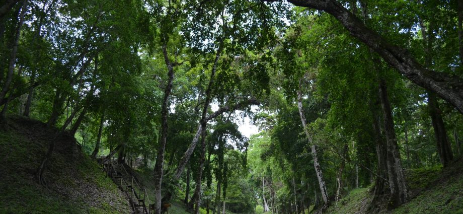 Impacto del calentamiento global: Bosques tropicales modifican su clima