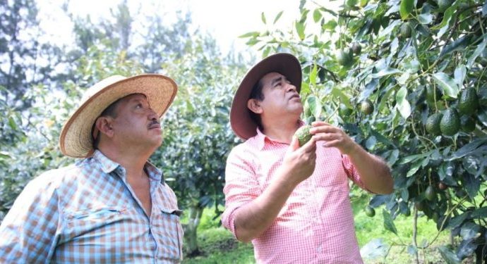 MAGA a través del Programa de Apoyo al Fomento Frutícola promueve el cultivo de aguacate en Guatemala