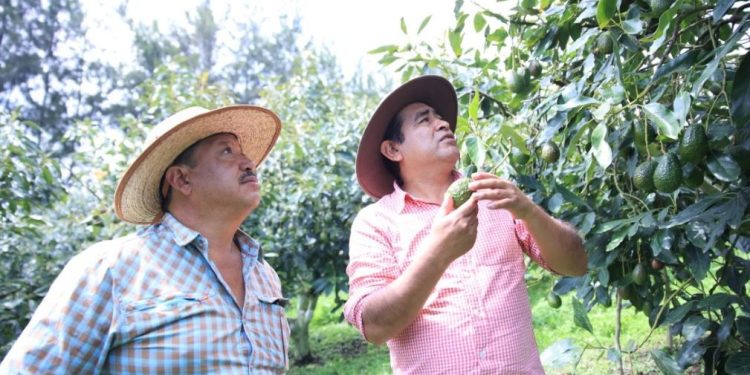 MAGA a través del Programa de Apoyo al Fomento Frutícola promueve el cultivo de aguacate en Guatemala