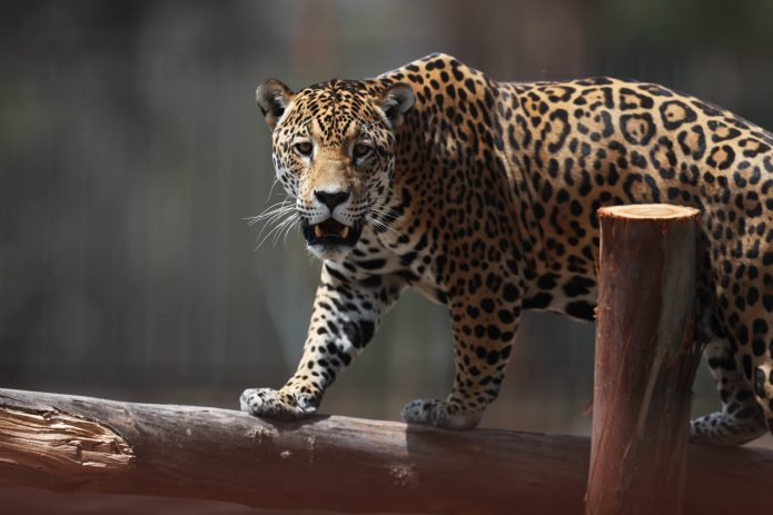 La conservación del hábitat del jaguar podría generar ingresos millonarios en Latinoamérica, según estudio del WWF