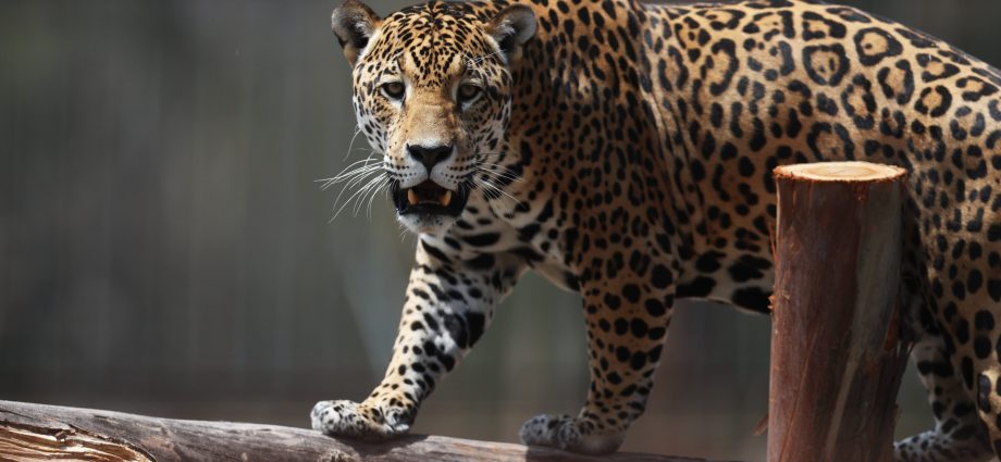 La conservación del hábitat del jaguar podría generar ingresos millonarios en Latinoamérica, según estudio del WWF